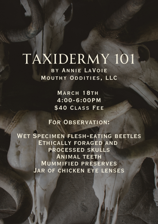 March - Taxidermy 101 - Image 3