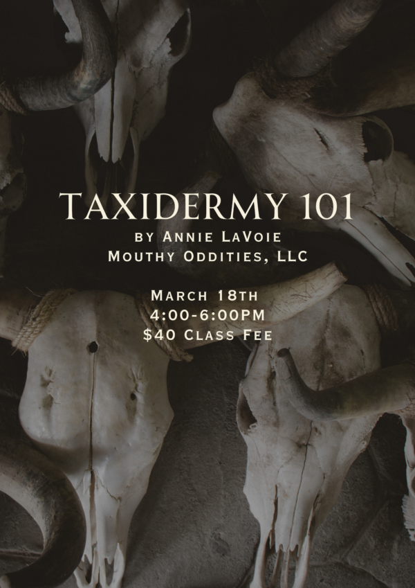 March - Taxidermy 101 - Image 4