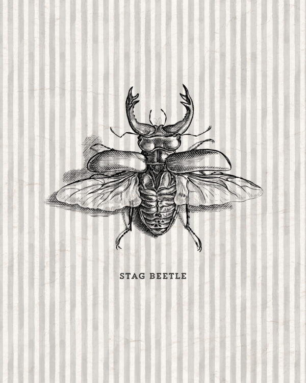 June - Entomology