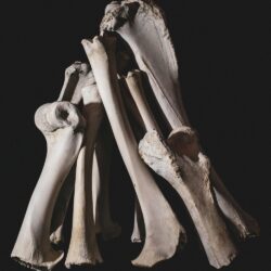 June - A Beginner’s Guide to Taxidermy
