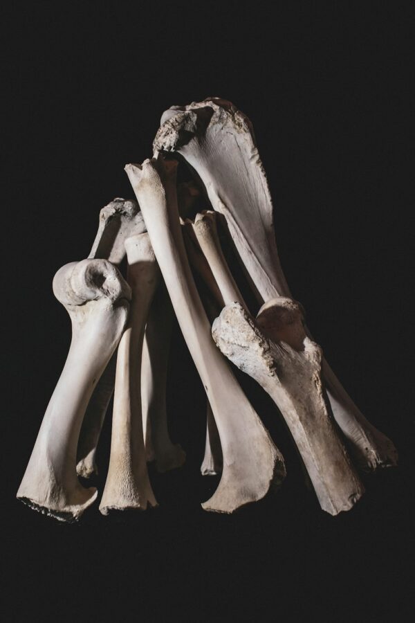 June - A Beginner’s Guide to Taxidermy