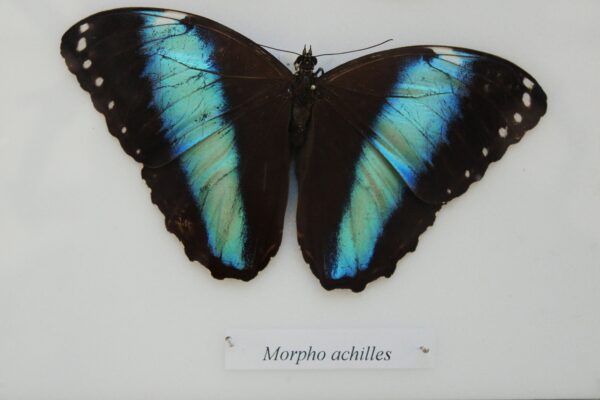 November - Entomology - Image 4