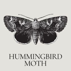 August - Entomology