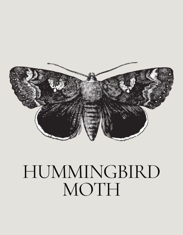 August - Entomology