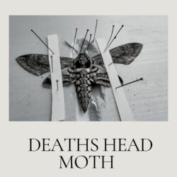 October - Entomology