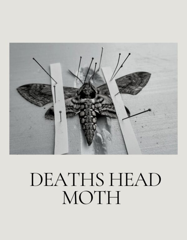 October - Entomology