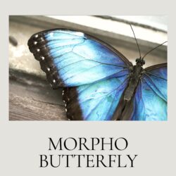 November - Entomology