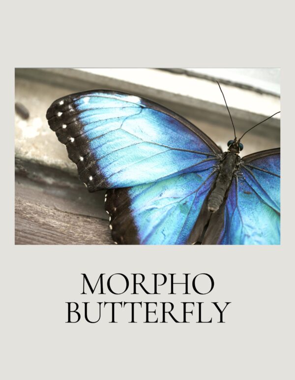 November - Entomology