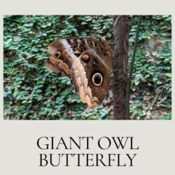 July - Entomology