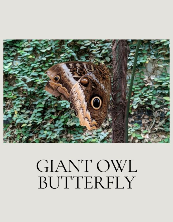 July - Entomology