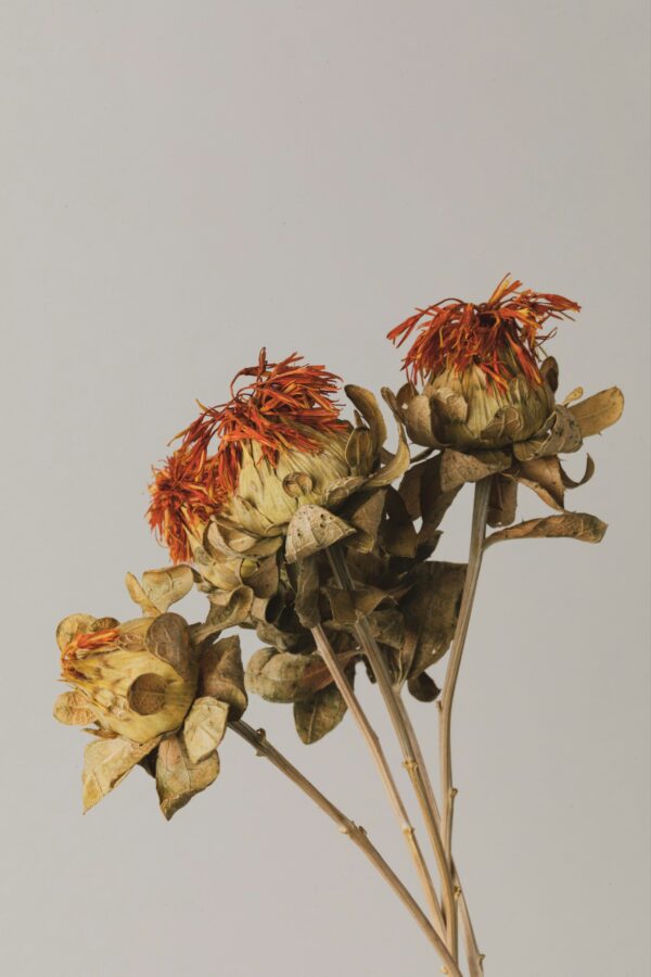 Intersection of BONE & BLOOM - Image 2