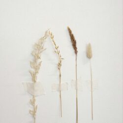 Intersection of BONE & BLOOM