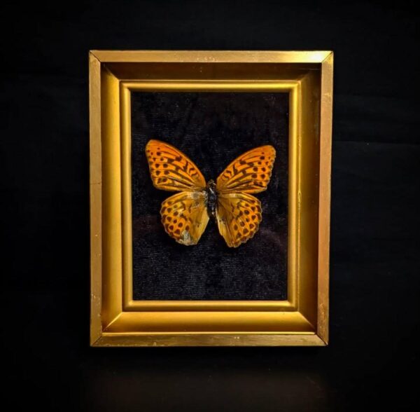 Entomology Display Workshop - Image 2