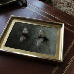 Entomology Display Workshop