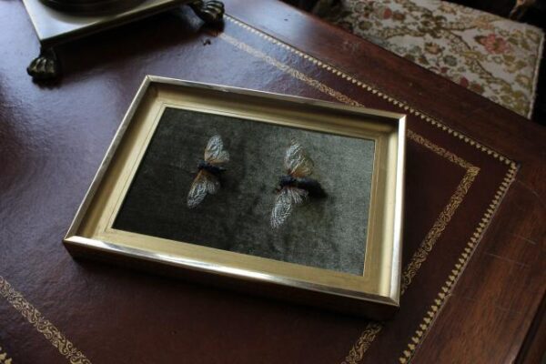 Entomology Display Workshop
