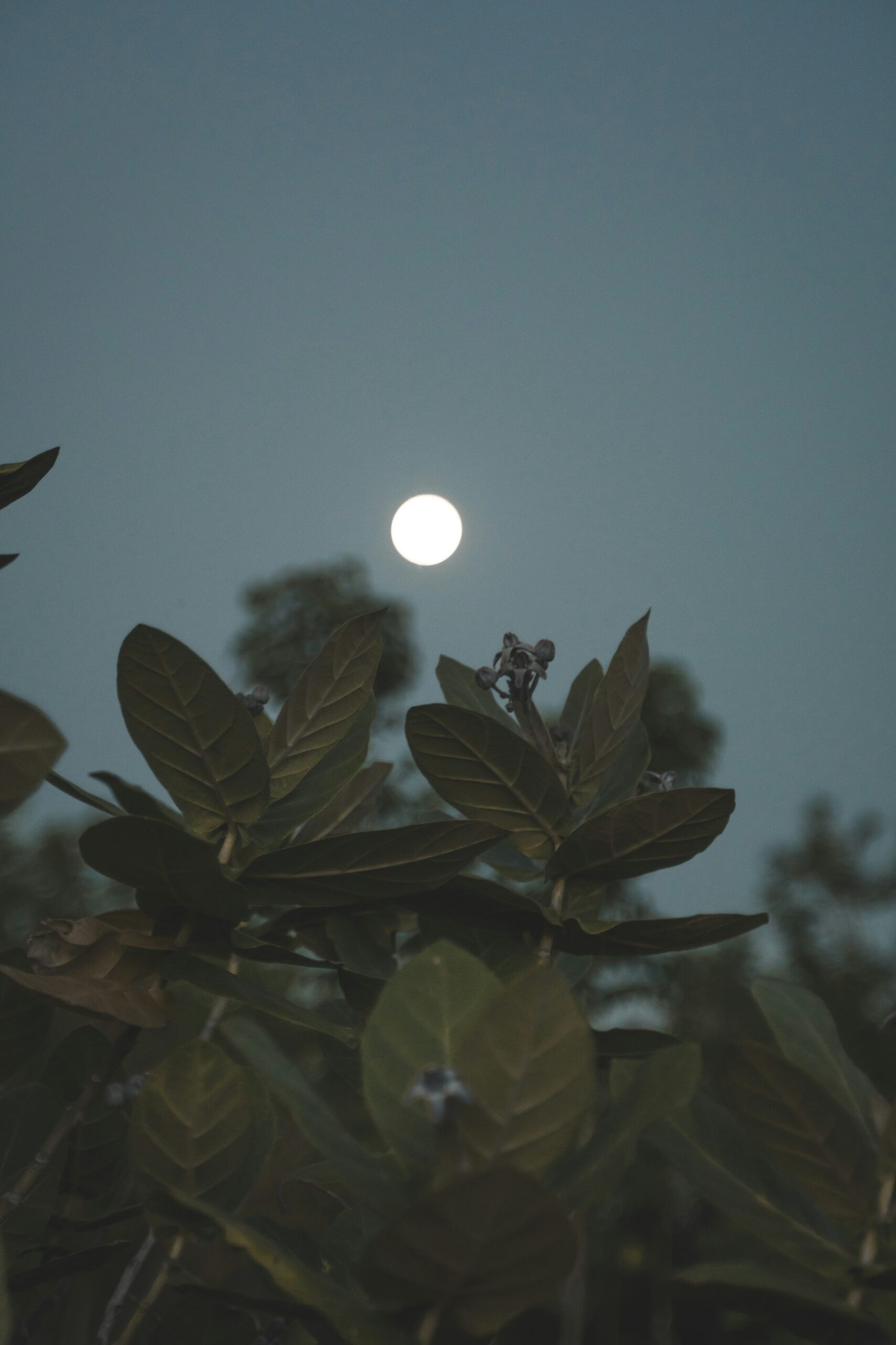 polina-kuzovkova-qenurXA5oA0-unsplash August - Full Moon Ritual