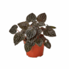 4" peperomia ripple red 4 inch