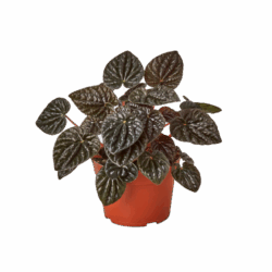 4" peperomia ripple red 4 inch
