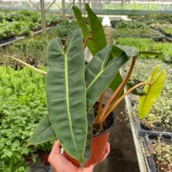 6" philodendron 'billietiae'