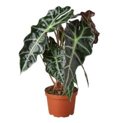 4" ALOCASIA Polly AFRICAN MASK