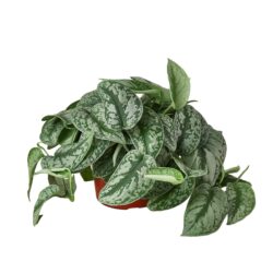 6" POTHOS SILVER SPLASH
