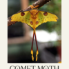 entomology comet moth may 8