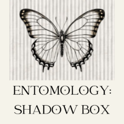 entomology shadow box workshop april 25