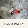 entomology lanternfly june 13