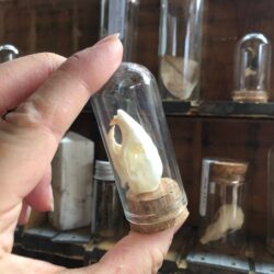 bone vial (style 3)