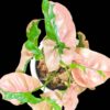 4" syngonium pink lava