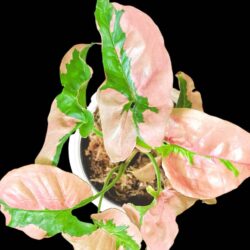 4" syngonium pink lava