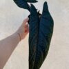 alocasia scalprum
