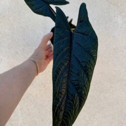 alocasia scalprum