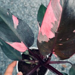 4" black cherry philodendron pink princess
