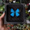 blue morpho black frame