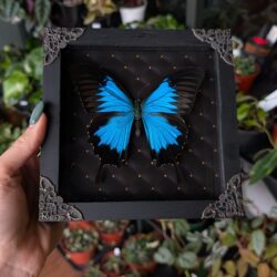 blue morpho black frame