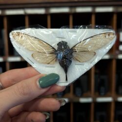 unmounted cicada