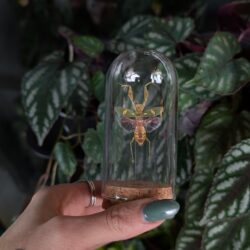 jeweled mantis in jar