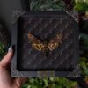 framed atlas moth