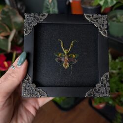 framed jeweled mantis