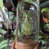 walking leaf insect in jar