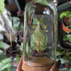walking leaf insect in jar