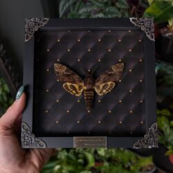 framed death head moth