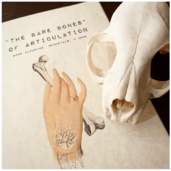 the bare bones of articulation