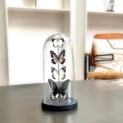 lomé bell with black tones