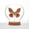 suraka silk moth globe