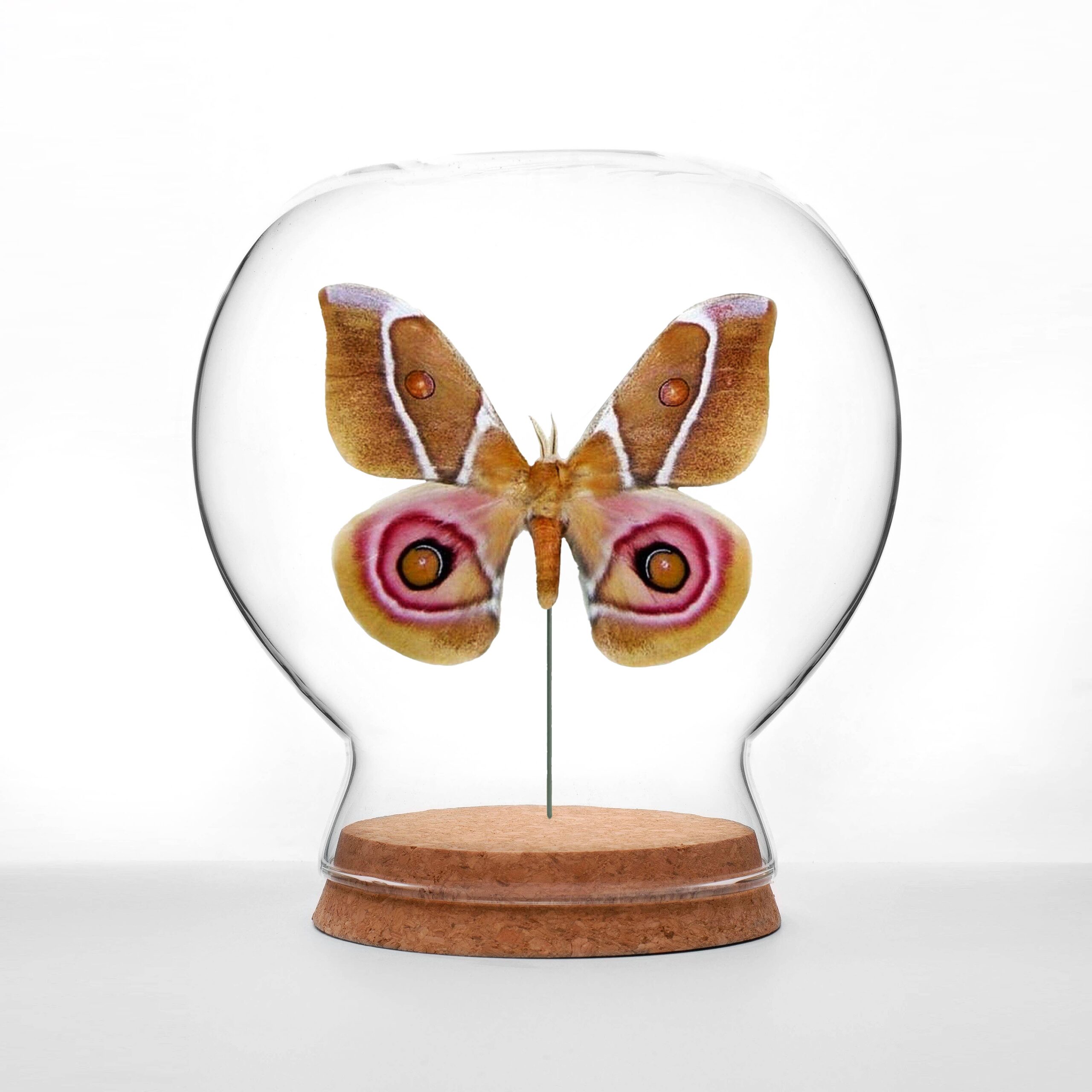 suraka silk moth globe suraka silk moth globe