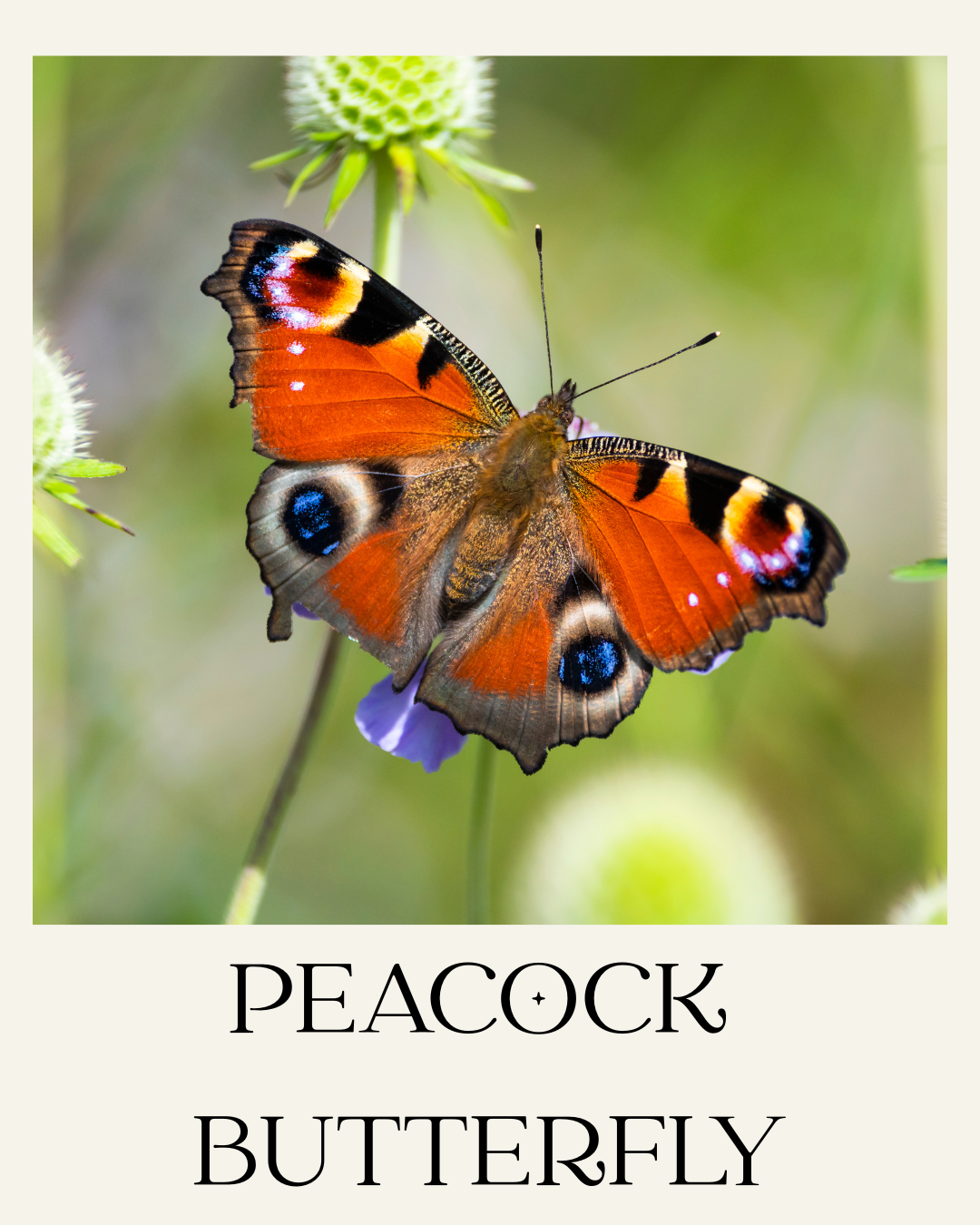 entomology peacock butterfly