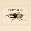 September Entomology - Hercules Beetle september entomology hercules beetle