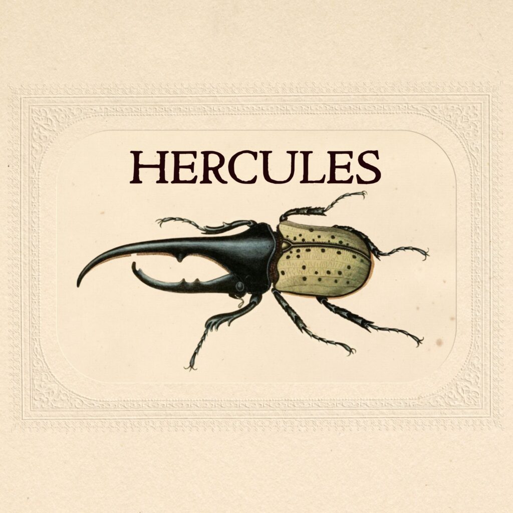 september entomology hercules beetle
